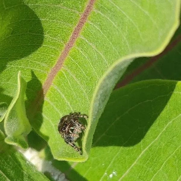 Bold Jumping Spider (Phidippus audax) in the sun on a leaf in North Kingsville, Ohio, USA