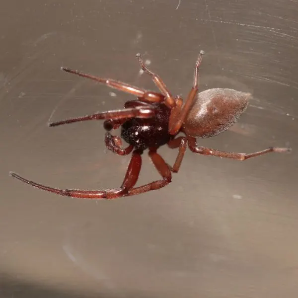 Broad-faced Sac Spider (Trachelas tranquillus) on its web upside-down in Hamilton, Ohio, USA