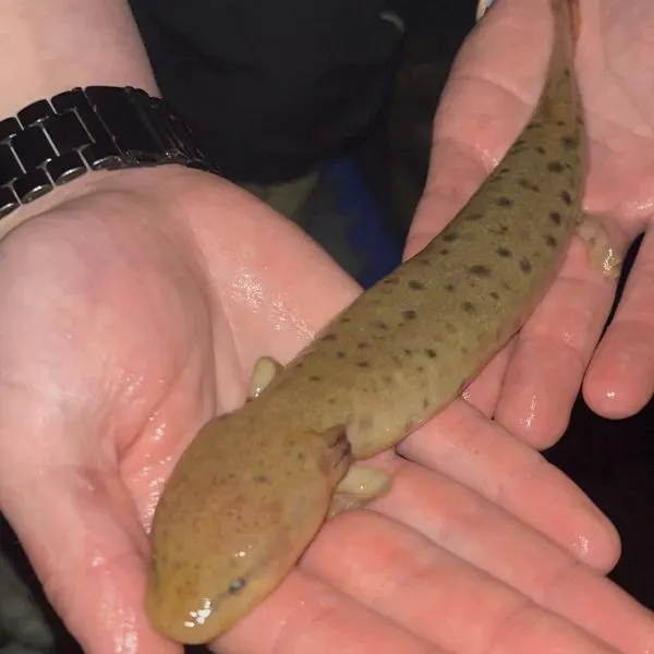 Common MudPuppy (Necturus maculosus) held in two hands