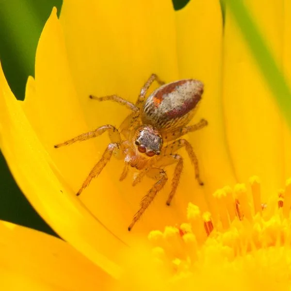 Dimorphic Jumping Spider (Maevia inclemens) on a yellow flower petal in Cincinnati, Ohio, USA