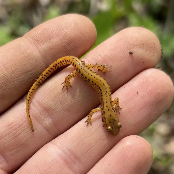 Eastern Longtail Salamander (Eurycea longicauda) held on finger tips