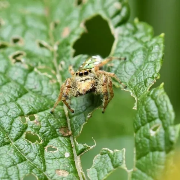 Golden Jumping Spider (Paraphidippus aurantius) on a ripped leaf in Ashtabula County, Ohio, USA