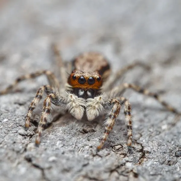 Gray Wall Jumping Spider (Menemerus bivittatus) on a rocky surface in Kihei, Hawaii, USA