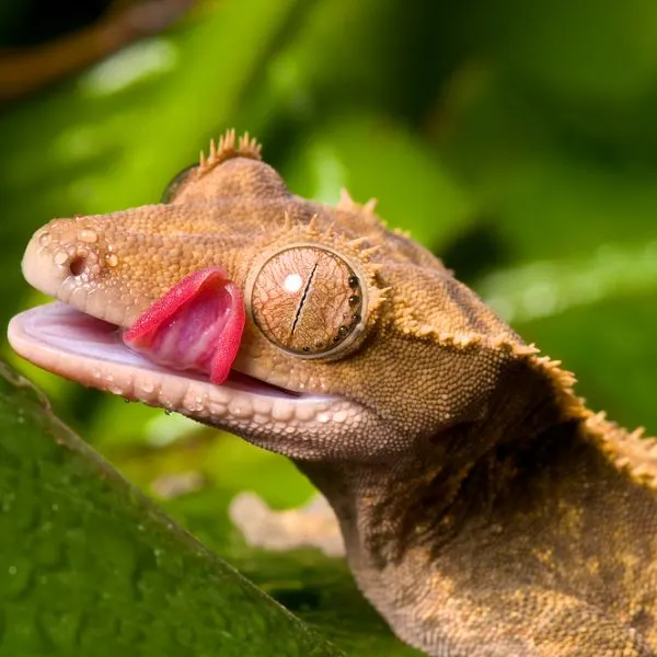 Hungry crested gecko