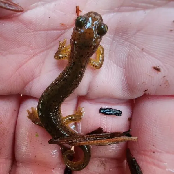 Juvenile Southern Torrent Salamander (Rhyacotriton variegatus) close up in hand