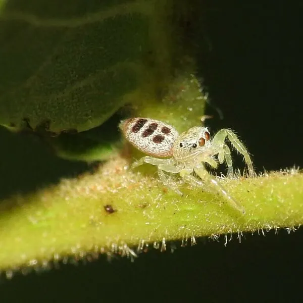 White-jawed Jumping Spider (Hentzia mitrata) on a furry stem in Butler County, Ohio, USA