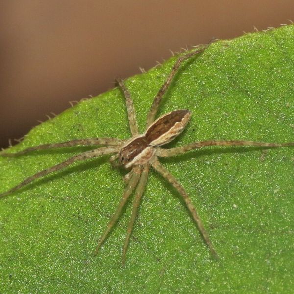 American Nursery Web Spider (Pisaurina Mira) on a furry-looking leaf in Barree Township, Pennsylvania, USA