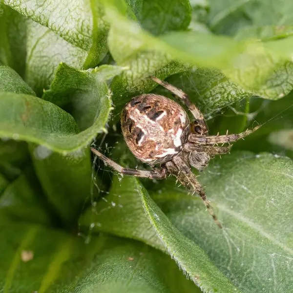 Arabesque Orbweaver (Neoscona arabesca) inside a bunch of leaves in Northumberland, Pennsylvania, USA