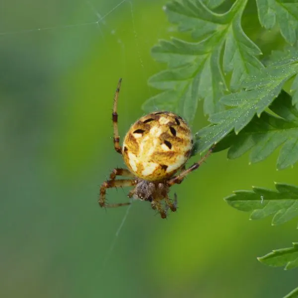 Arabesque Orbweaver (Neoscona arabesca) on a leaf in Mercer County, Kentucky, USA