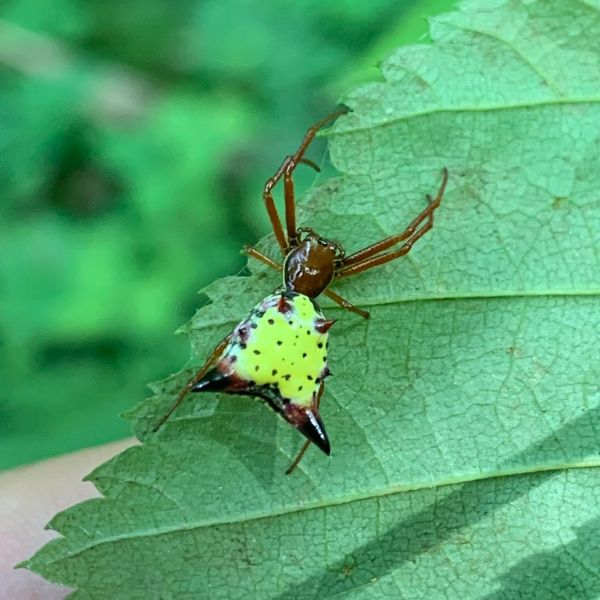 Arrow-shaped Orbweaver (Micrathena sagittata) on a leaf in Rector, Pennsylvania, USA