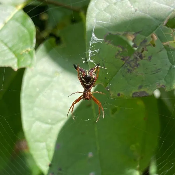 Arrow-shaped Orbweaver (Micrathena sagittata) on its web on top of leaves in Lexington, Kentucky, USA