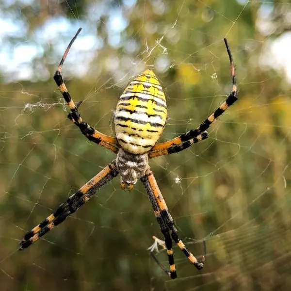 Banded Garden Spider (Argiope trifasciata) hanging in its web in Winchester, Kentucky, USA