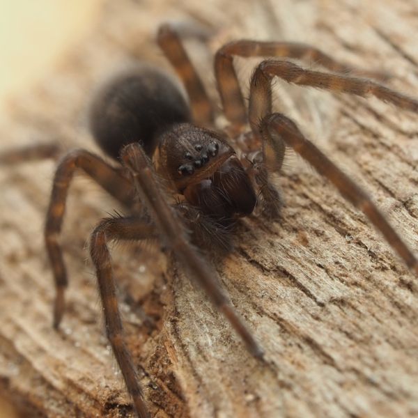 Black Laceweaver (Amaurobius ferox) on wood in Pittsburgh, Pennsylvania, USA