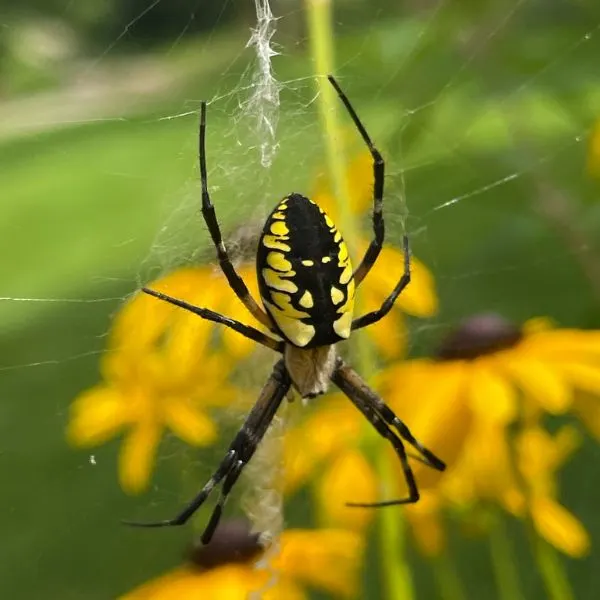 Black and Yellow Garden Spider (Argiope aurantia) on its web in front of yellow flowers on Prince Edward Island, Canada