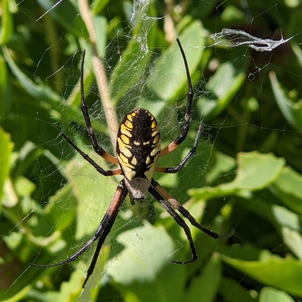 Black and Yellow Garden Spider (Argiope aurantia) on its web in greenery in Washington County, Pennsylvania, USA