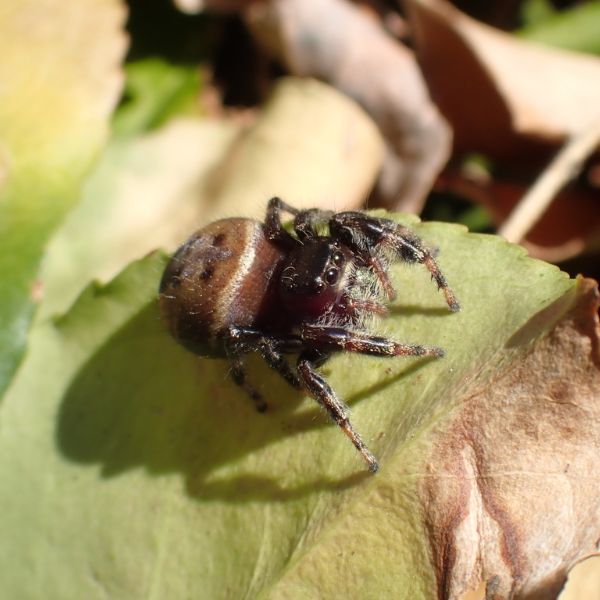 Brilliant Jumping Spider (Phidippus clarus) on a leaf in Philadelphia, Pennsylvania, USA