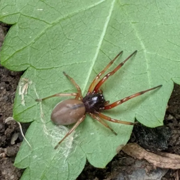 Broad-faced Sac Spider (Trachelas tranquillus) on a leaf in dirt in Scranton, Pennsylvania, USA