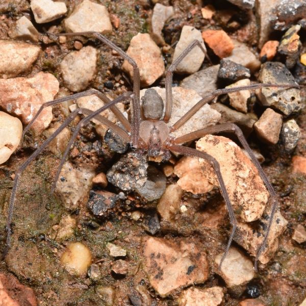 Brown Recluse (Loxosceles reclusa) on rocks and mud in Barren County, Kentucky, USA