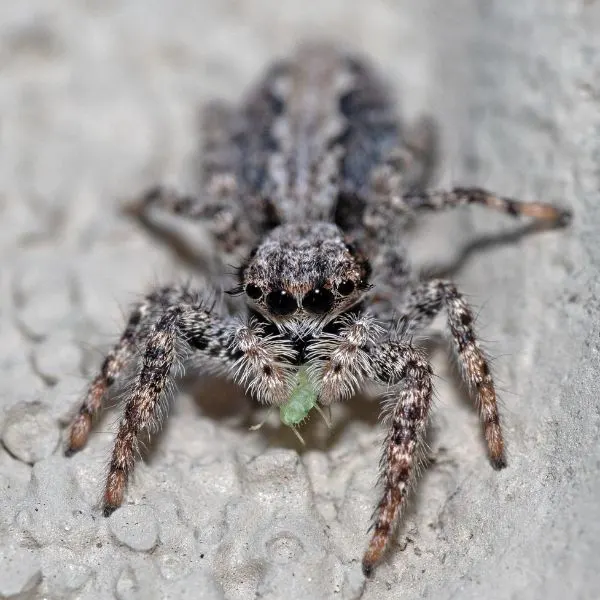 California Flattened Jumping Spider (Platycryptus californicus) on a light painted surface in Millcreek, Utah, USA