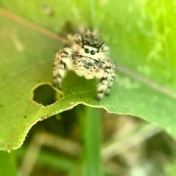 Canopy Jumping Spider (Phidippus otiosus) on a leaf with holes in Butler, Kentucky, USA