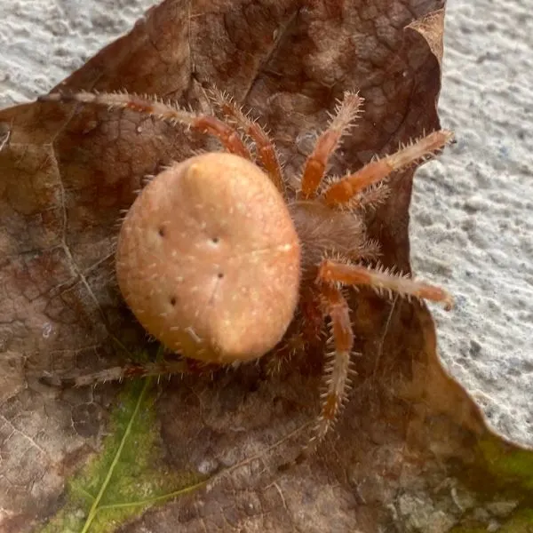 Cat-faced Orbweaver (Araneus gemmoides) on a dry leaf in Lehi, Utah, USA