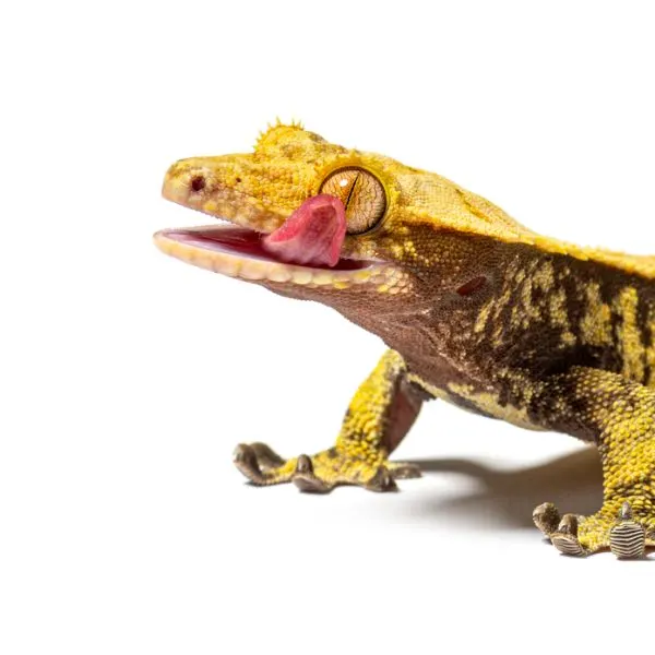 Cheeky Crested Gecko standing on a white background