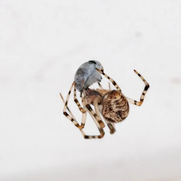 Common House Spider (Parasteatoda tepidariorum) wrapping prey in webbing in Pittsburgh, Pennsylvania, USA