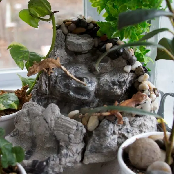 Crested Geckos sitting in their decorated terrarium.