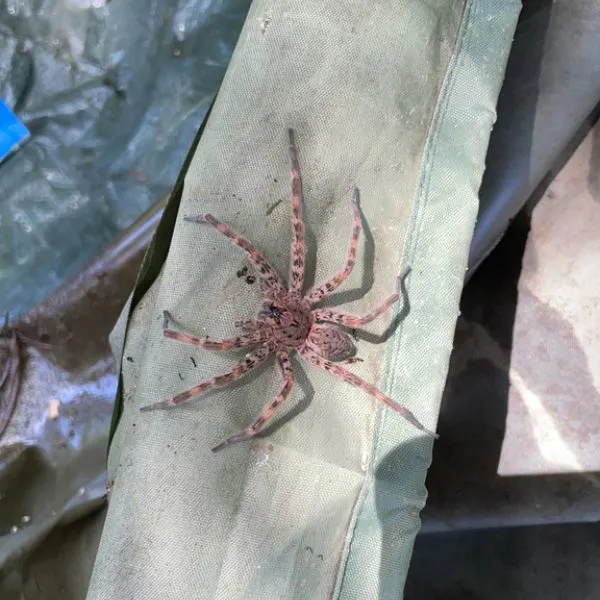 Dark Fishing Spider (Dolomedes tenebrosus) on a green hose in Foster, Kentucky, USA