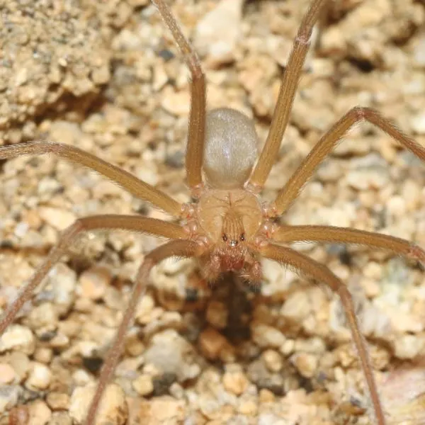 Desert Recluse (Loxosceles deserta) on pebbles and rocks in Inyo, California, USA