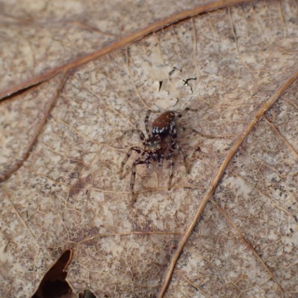 Dimorphic Jumping Spider (Maevia inclemens) on a dry leaf in Madison County, Kentucky, USA