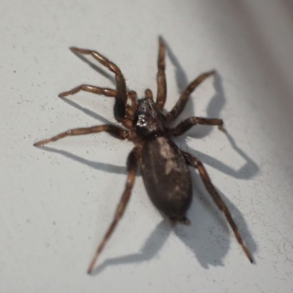 Eastern Parson Spider (Herpyllus ecclesiasticus) on a white surface in Berea, Kentucky, USA