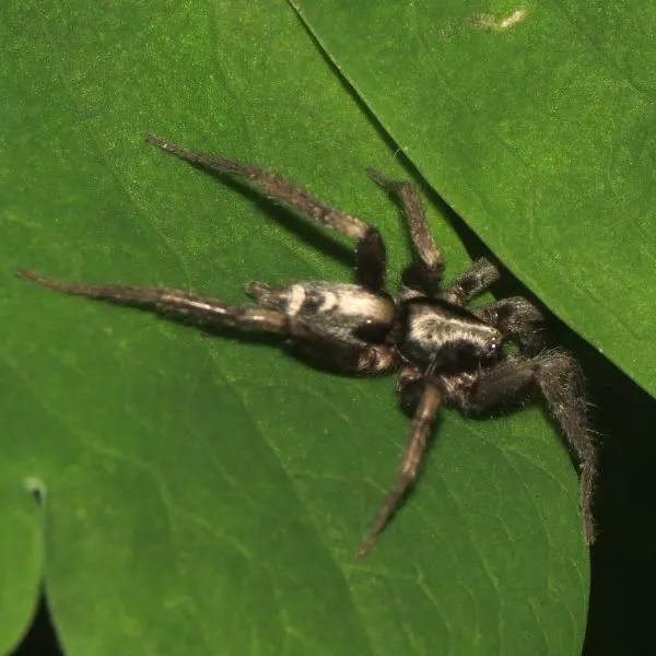 Eastern Parson Spider (Herpyllus ecclesiasticus) walking off a green leaf in Barree Township, Pennsylvania, USA