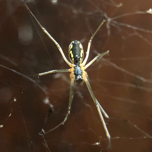 FIlmy Dome Spider (Neriene radiata) hanging in its web at French Creek State Park, Pennsylvania, USA