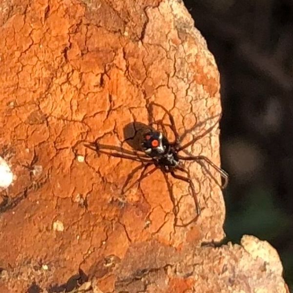 False Black Widow (Steatoda grossa) on a mound of dried red mud in Gettysburg, Pennsylvania, USA