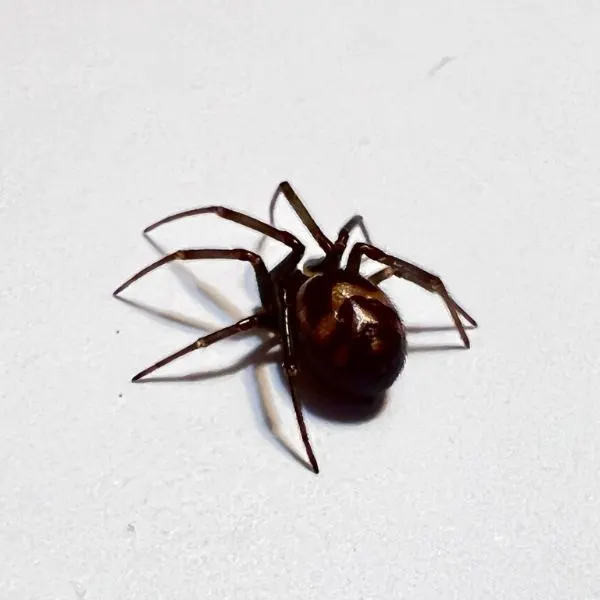 False Black Widow (Steatoda grossa) on a white surface in San Jose, California, USA