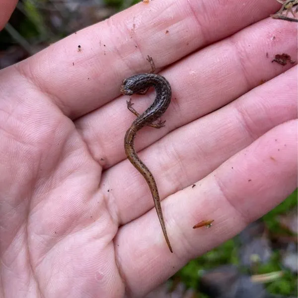 Four-toed Salamander (Hemidactylium scutatum) in a hand
