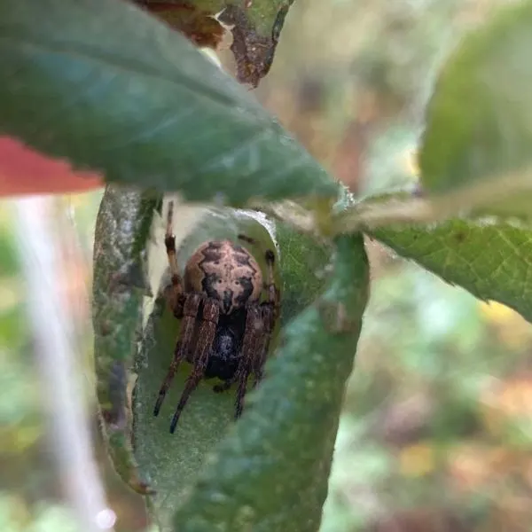 Furrow Orbweaver (Larinioides cornutus) nestled in a leaf in Erwinna, Pennsylvania, USA