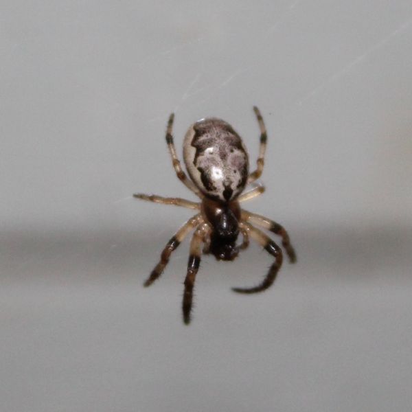 Furrow Orbweaver (Larinioides cornutus) on its web against a white wall in Bethelridge, Kentucky, USA