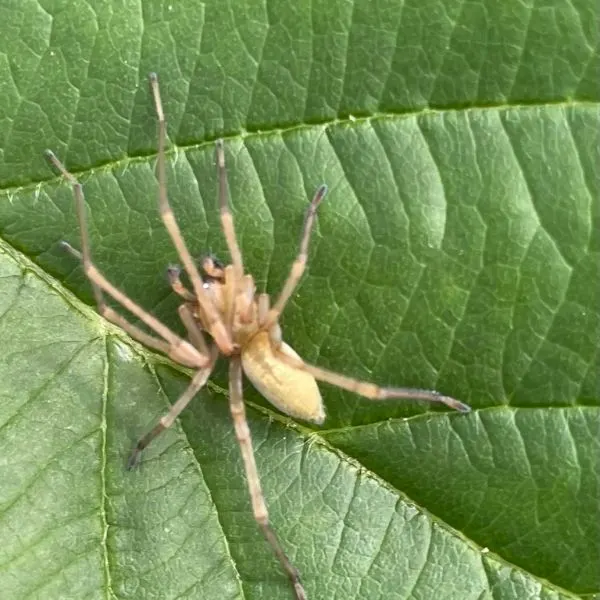 Garden Ghost Spider (Hibana gracilis) upside-down on a leaf in Kentucky, USA