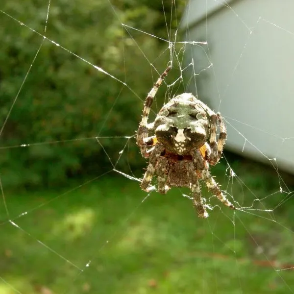 Giant Lichen Orbweaver (Araneus bicentenarius) on its web in someone's backyard near Lee County, Kentucky, USA