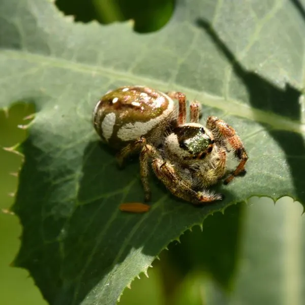 Golden Jumping Spider (Paraphidippus aurantius) on a leaf in sunlight in Madison County, Kentucky, USA