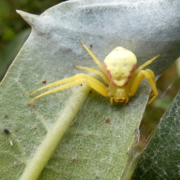 Goldenrod Crab Spider (Misumena vatia) on a webbed leaf at Ricketts Glen State Park, Pennsylvania, USA