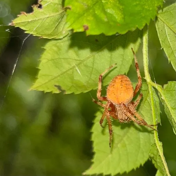 Hentz Orbweaver (Neoscona crucifera) hanging onto some thread of web in leaves in Effort, Pennsylvania, USA