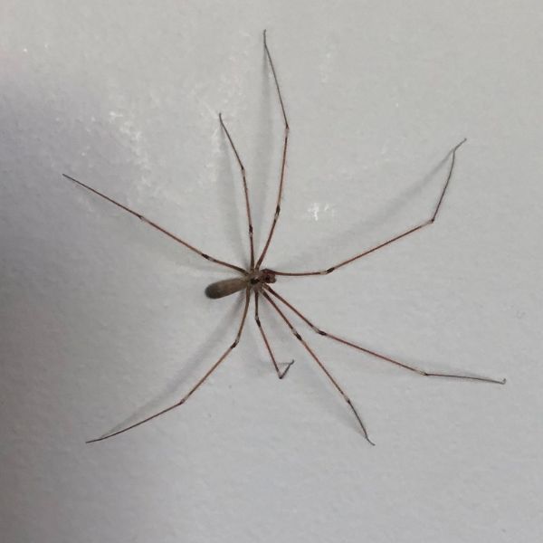 Long-bodied Cellar Spider (Pholcus phalangioides) on a white wall in London, Kentucky, USA