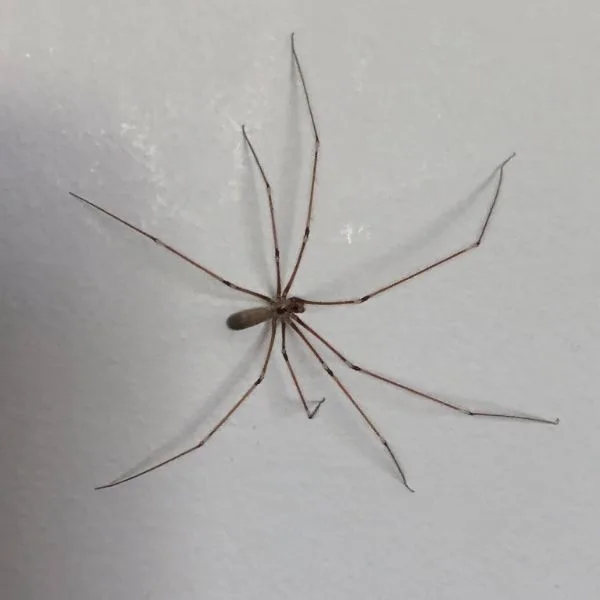 Long-bodied Cellar Spider (Pholcus phalangioides) on a white wall in London, Kentucky, USA