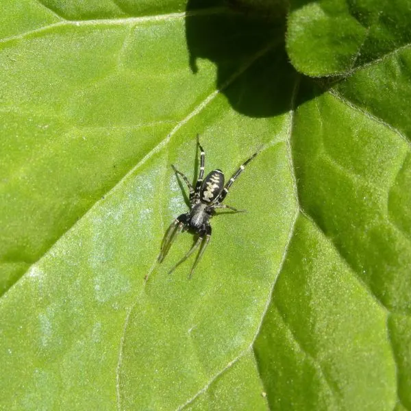 Long-palped Ant-mimic Sac Spider (Castianeira longipalpa) on a leaf in the sunlight in Independence, Kentucky, USA