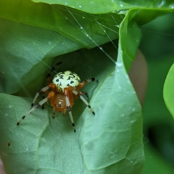 Marbled Orbweaver (Araneus marmoreus) nestled inside a green leaf in Berea, Kentucky, USA