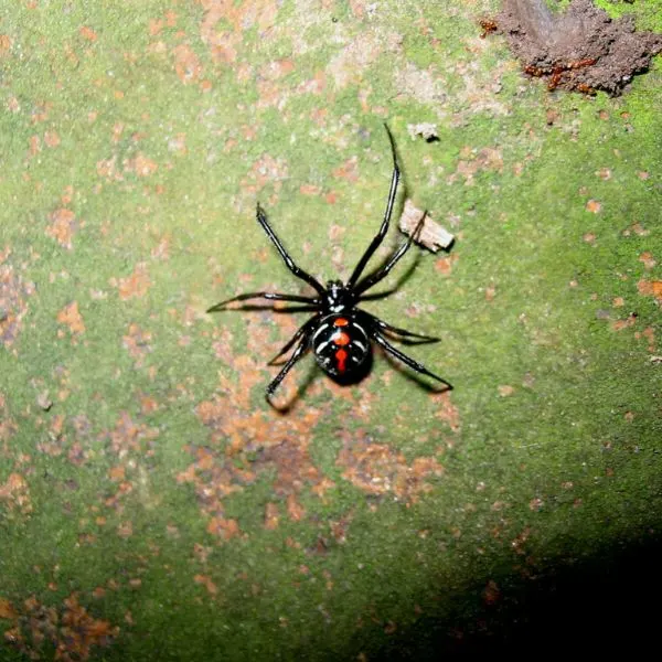 Northern Black Widow (Latrodectus variolus) on a mossy log in Lyon County, Kentucky, USA