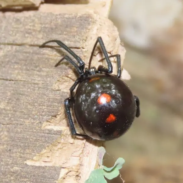 Northern Black Widow (Latrodectus variolus) on a piece of wood in York County, Pennsylvania, USA